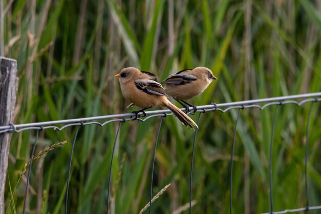 little brown birds in michigan