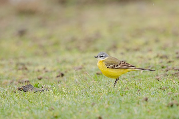 small yellow bird alabama