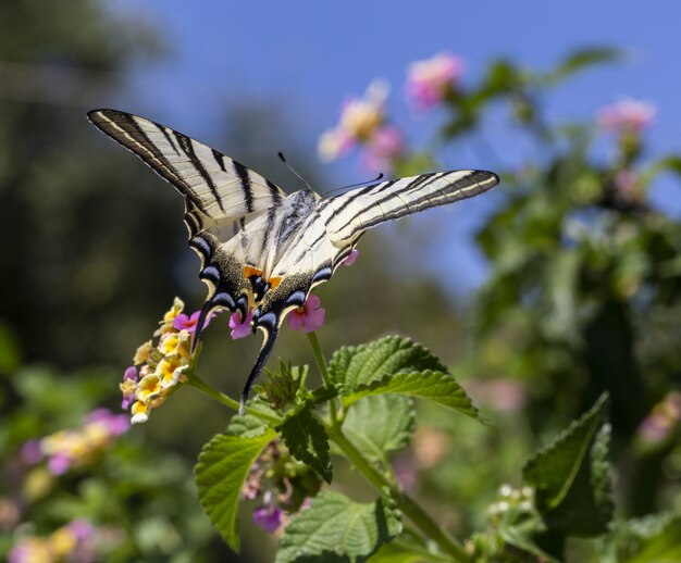 moth hummingbird utah