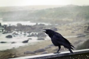 What Are the Big Black Birds in Florida?