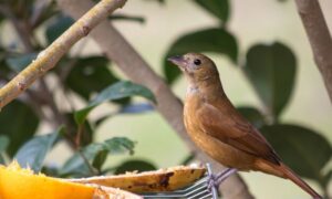 Brown Birds in Florida