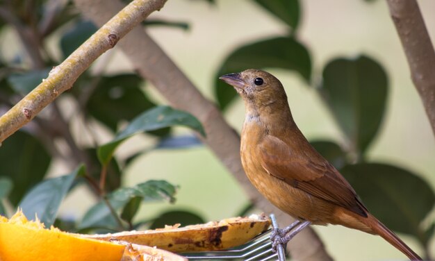 Brown Birds in Florida