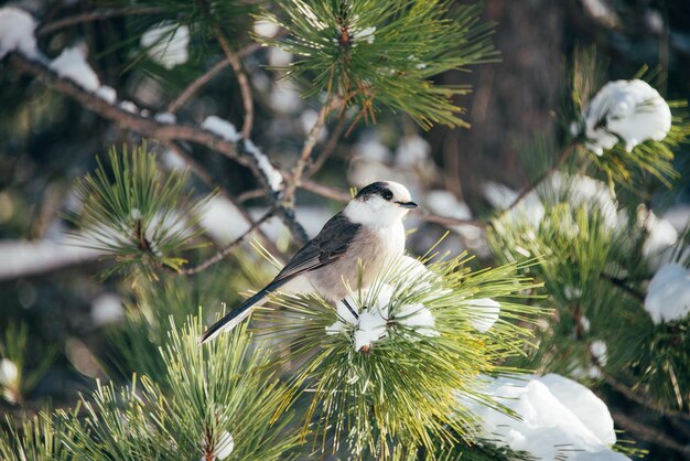 Birds in Maryland Winter