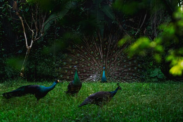 Are Peacocks Dangerous?