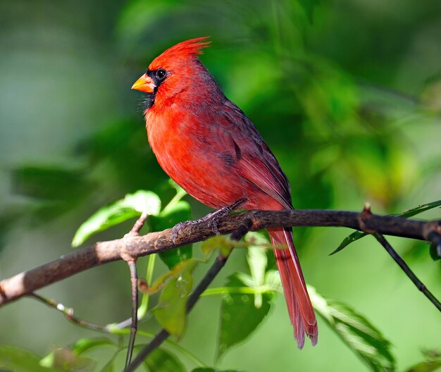 red breasted bird Wisconsin