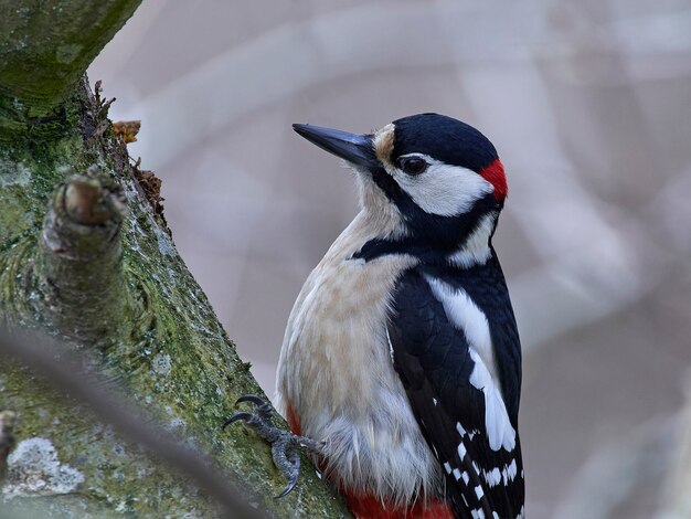 woodpeckers in nh