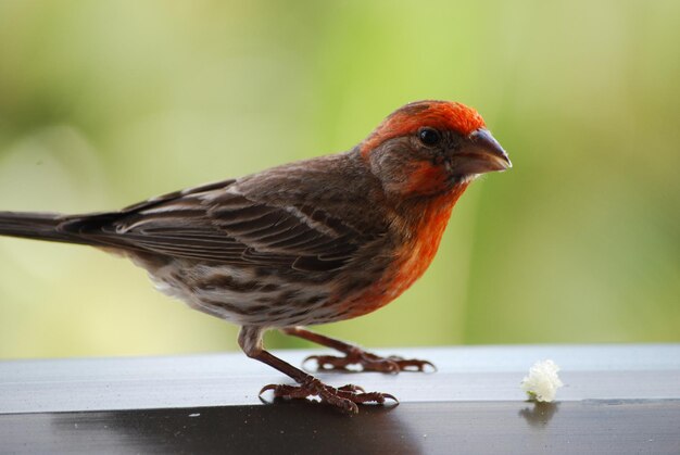 black, white, and red bird in Michigan