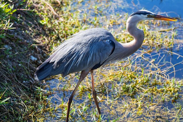 Birds of Hilton Head South Carolina