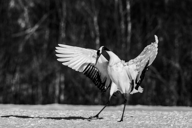 Black and White Birds of Alabama