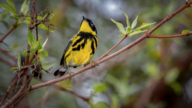 Black and Yellow Birds in Massachusetts