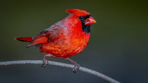 Michigan Birds with Red