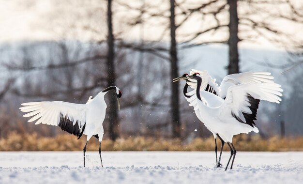 birds in tennessee in winter