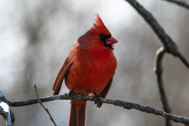 michigan red birds