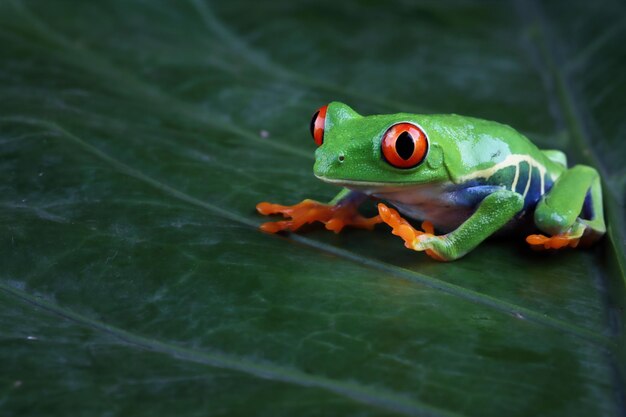 frogs virginia