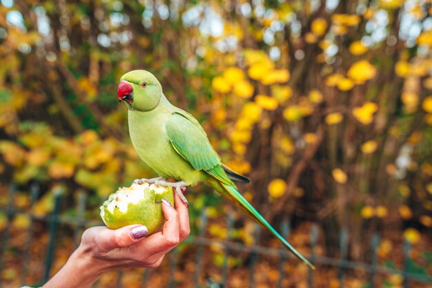 Will Birds Eat Watermelon