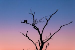 Night Birds in Florida