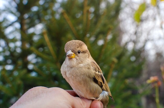 Bird that Becomes an Emotion