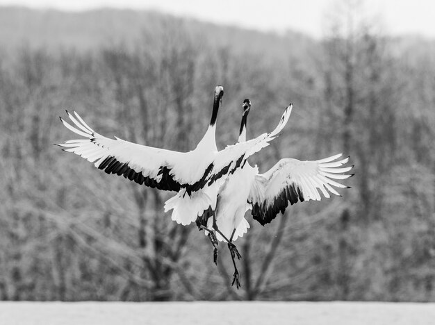 south dakota birds black and white