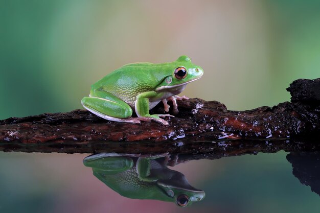 frogs in virginia