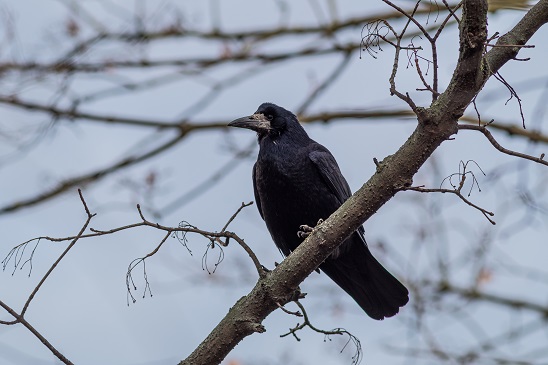 black birds in nc