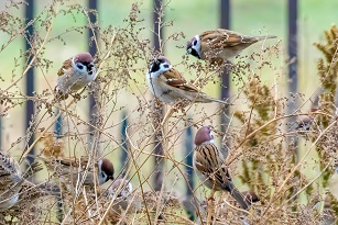 sparrows in indiana