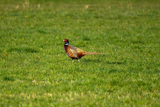 red and brown bird michigan