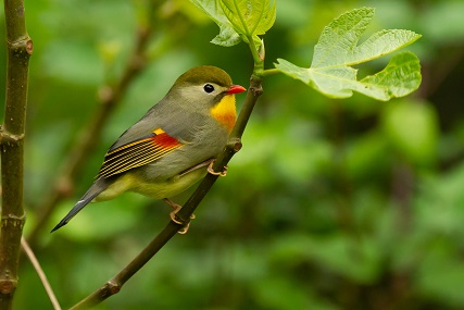 small green bird florida