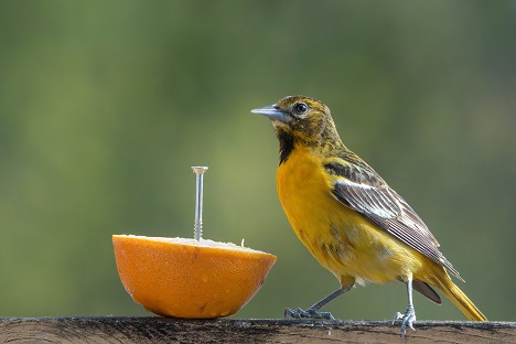 yellow birds in mn