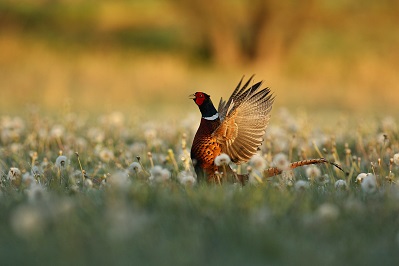 kansas birds with red heads