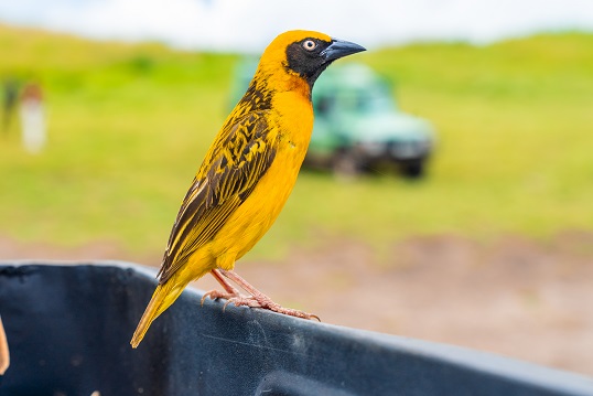 missouri yellow birds