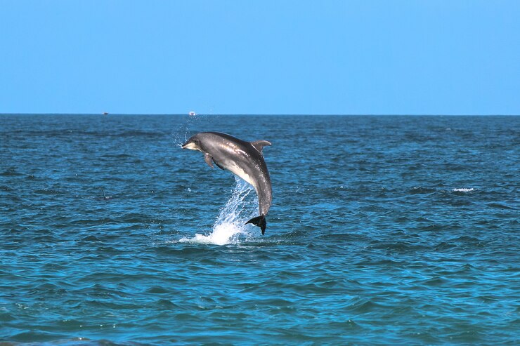 Dolphin with a Horn