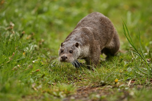 Animals That Look Like Groundhogs