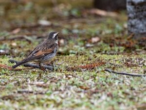 Small Brown Birds in Michigan