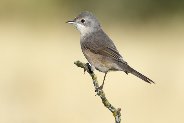 Small Birds with Long Thin Beaks