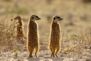 animals that look like meerkats