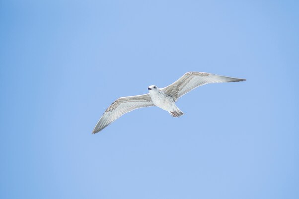 Birds with White Stripes on Wings