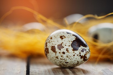 Bird Eggs White With Brown Spots