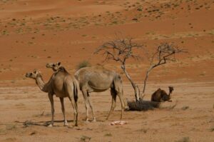 do camels spit out their stomachs